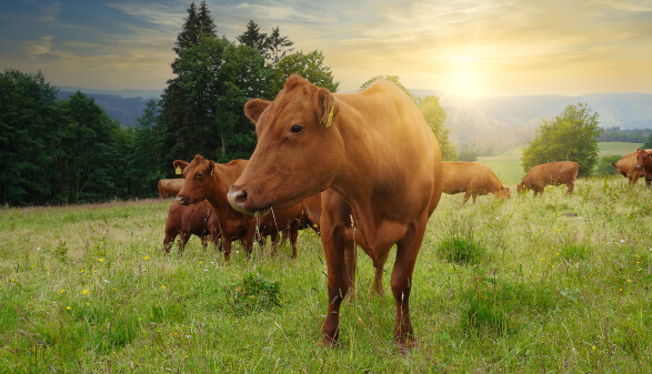 K&uuml;he auf der Weide